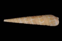 藏品(紅筍螺)的圖片